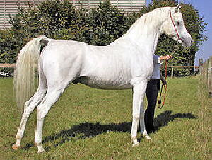 Araber-Pferde Pferd